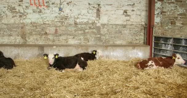 Several Small Calves Lying Straw Cowshed Livestock Farm Livestock Breeding — Videoclip de stoc