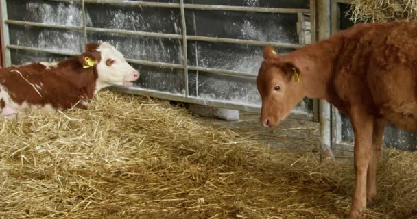 Brown Calf Kicks Its Hoof Starts Licking Its Leg Calves — Stockvideo