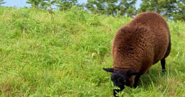 One Fluffy Sheep Brown Wool Eats Weeds Field — Vídeos de Stock