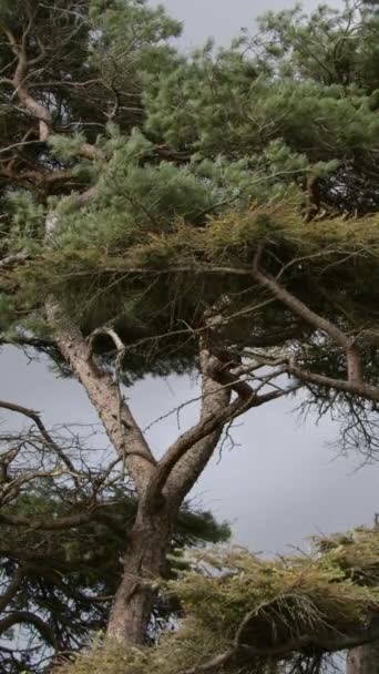 Высокие Хвойные Деревья Против Пасмурного Неба Пейзаж Вертикальное Видео — стоковое видео