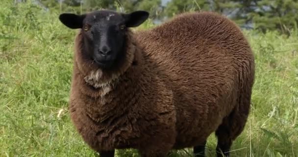One Cute Fluffy Sheep Looks Camera Lowers Its Head Starts — 图库视频影像