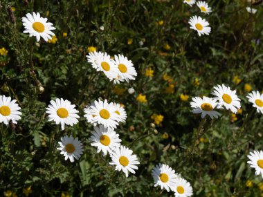 Daisies, spring meadow. Matricaria chamomilla scented mayweed in bloom