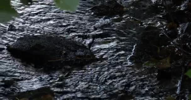 Secluded Stream Flows Thickets Stones Stream Dark Water Hidden River — Vídeo de stock