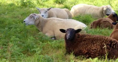 Three white and three brown sheep lie among the plants and chew food. Small cattle on a farm in Ireland, summer day.