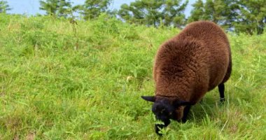 fluffy sheep with brown wool eats weeds in the field.