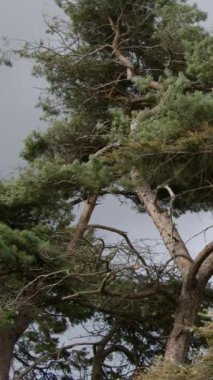 Tall coniferous trees against a gray sky. Landscape. Vertical video.