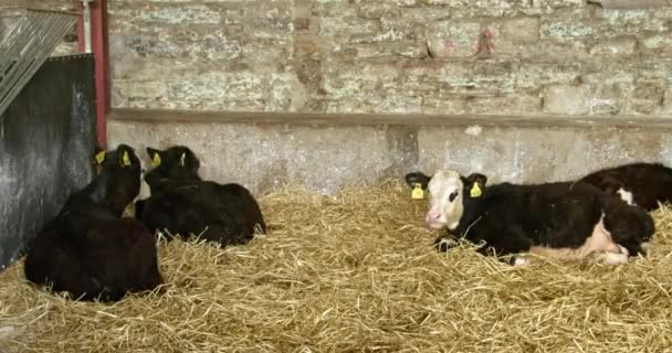 Small Calves Lying Straw Cowshed Livestock Farm Livestock Breeding Video — Vídeo de Stock