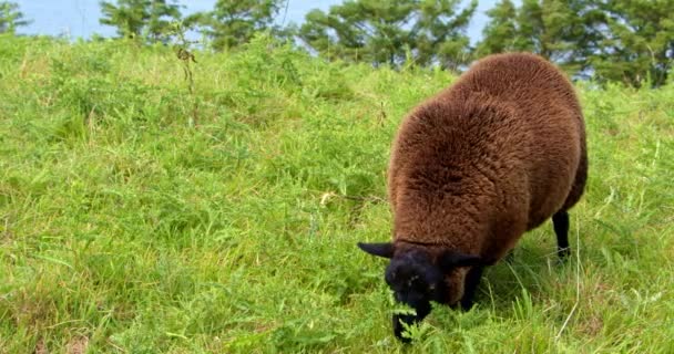 Fluffy Sheep Brown Wool Eats Weeds Field — Video