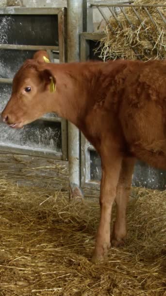茶色の子牛はその蹄を蹴り その後 その足を舐め始めます 納屋の農場に子牛 垂直ビデオ — ストック動画
