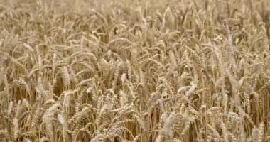 A ripe wheat spikelets are swaying in the wind in an Irish farmer's field. Wheat plant close-up. Ripe cereal crops.