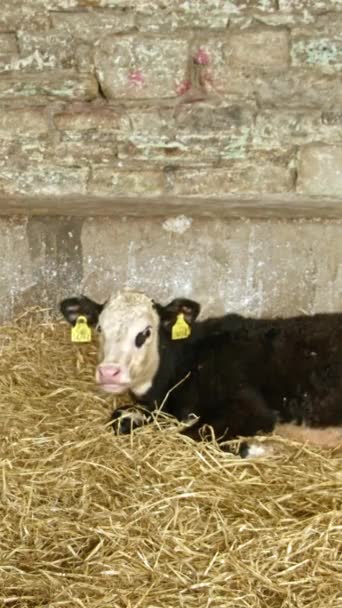 One Small Calve Lying Straw Cowshed Livestock Farm Livestock Breeding — Vídeos de Stock
