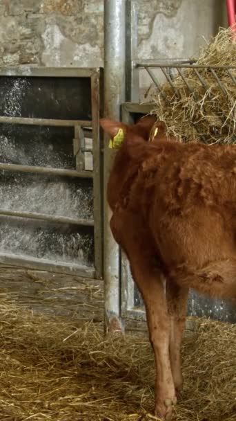 Small Brown Calf Barn Eating Hay Calves Cowshed Vertical Video — Vídeos de Stock