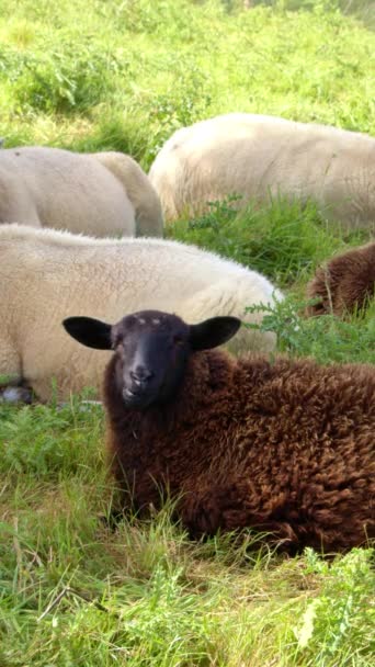 茶色の羊は植物の間に横たわり食物を噛む 夏の日にアイルランドの農場で小さな牛 垂直ビデオ — ストック動画