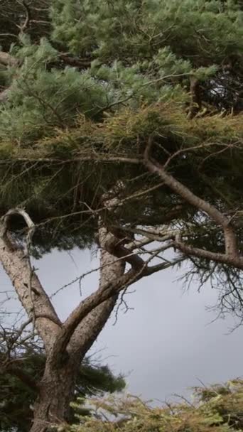 Высокие Хвойные Деревья Против Неба Пейзаж Вертикальное Видео — стоковое видео