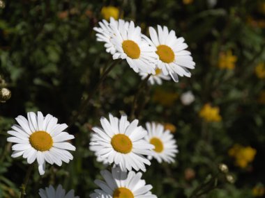 White chamomile, flowering plants. Beautiful wildflowers, daisies.
