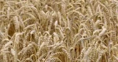 A lot of ripe wheat spikelets are swaying in the wind in an Irish farmerfield. Wheat plant close-up. Ripe cereal crops. video.