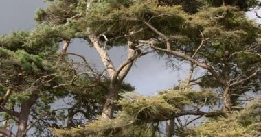 coniferous trees against a gray overcast sky. Landscape.