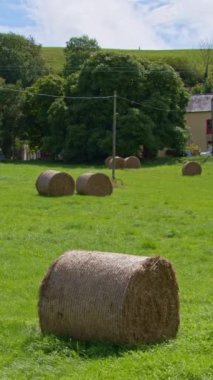 Stacks of hay on a green farmer's field in an Irish village on a sunny summer day. Hay rolls. Vertical video.