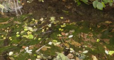 Many autumn leaves lie at the bottom of a shallow, fast stream. The bottom of the transparent stream is covered with green moss. video.