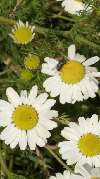 白いデイジーの花にフライが登る 野生の花 自然への昆虫 垂直ビデオ — ストック動画