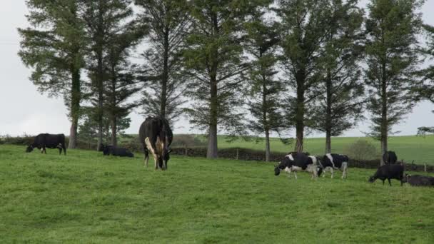 Vacas Pretas Brancas Pastam Prado Grama Verde Quinta Biológica Irlanda — Vídeo de Stock
