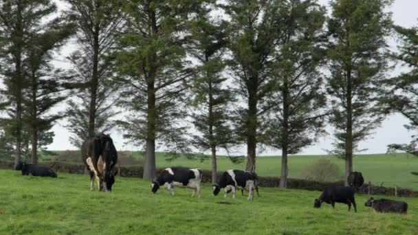 Αρκετές Ασπρόμαυρες Αγελάδες Βόσκουν Ένα Πράσινο Ιρλανδικό Λιβάδι Βράδυ Δέντρα — Αρχείο Βίντεο