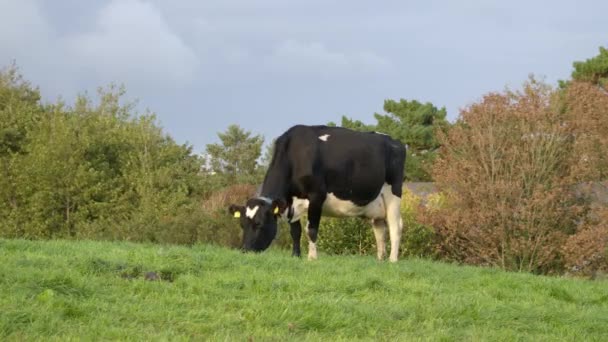 Une Vache Noire Blanche Avec Des Étiquettes Dans Les Oreilles — Video