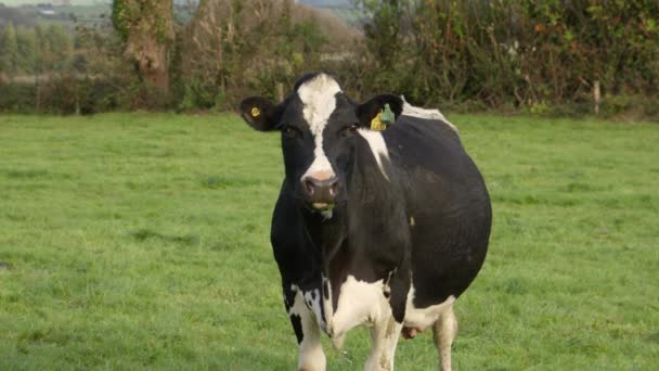 耳にタグをつけた好奇心旺盛な牛がカメラをじっと見つめている 白い斑点のある黒い牛の肖像ビデオ — ストック動画