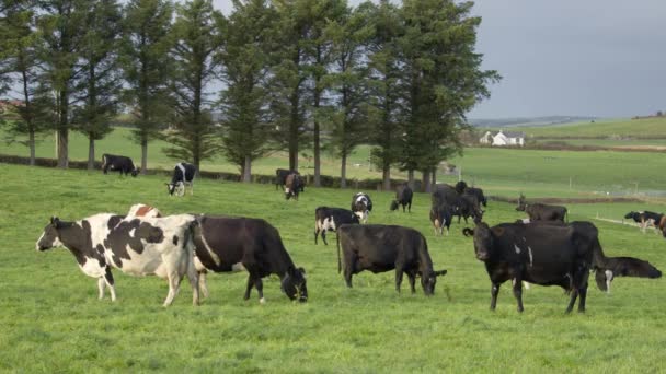 Eine Kleine Herde Kühe Weidet Auf Einem Grasfeld Bäume Neben — Stockvideo