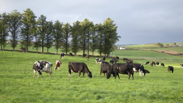 几头奶牛在一个绿色的农场牧场上 在爱尔兰有机农场放牛 — 图库视频影像