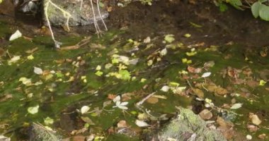 Many autumn leaves lie at the bottom of a shallow, fast stream. The bottom of the transparent stream is covered with green moss.