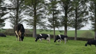 Several black and white cows graze on a green Irish meadow in the evening. Trees near the pasture, landscape.