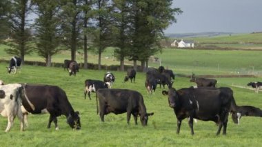 A small herd of cows grazing on a field of grass. Trees near the pasture. Irish agriculture.