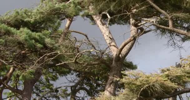 Tall Coniferous Trees Overcast Sky Landscape Vertical Video — Stockvideo