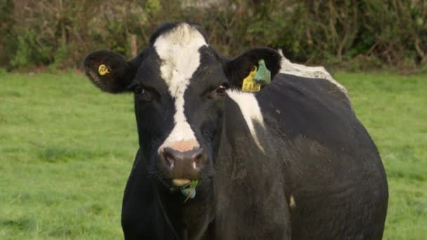 耳にタグをつけた好奇心旺盛な牛がカメラをじっと見つめている 白い斑点のある黒い牛の肖像画 — ストック動画