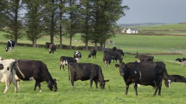 Uma Pequena Manada Vacas Pastando Campo Grama Árvores Perto Pasto — Vídeo de Stock