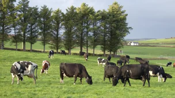 Kilka Krów Zielonym Pastwisku Krowy Irlandzkim Gospodarstwie Ekologicznym Wypas — Wideo stockowe