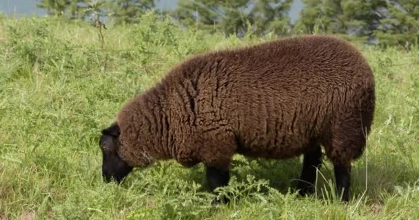 One Fluffy Brown Sheep Nibbling Weeds Thick Sheep Fleece — Stock Video