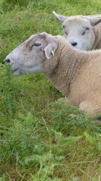 Дві Білі Вівці Лежать Рослинах Жують Свою Їжу Вертикальне Відео — стокове відео