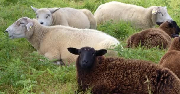 Несколько Пушистых Овец Лежат Траве Жуют Свою Еду Малый Скот — стоковое видео