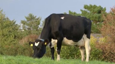 black and white cow with tags in her ears is grazing in a green meadow. Grass pasture. video.