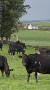 A small herd of cows grazing on a field of grass. Trees near the pasture. Irish agriculture, vertical video.