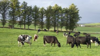 A cows on a green farm pasture. Cows on an Irish organic farm, grazing. video.