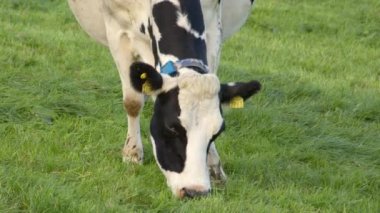 One black and white cow with yellow tags in her ears is eating grass in the field, close-up video.