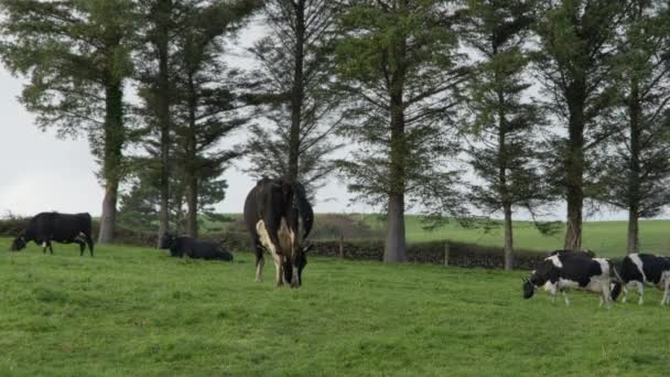 Cows Graze Green Grass Meadow Organic Farm Ireland Animals Free — Stock Video