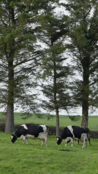 Wieczorem Zielonej Irlandzkiej Łące Wypasa Się Kilka Czarno Białych Krów — Wideo stockowe