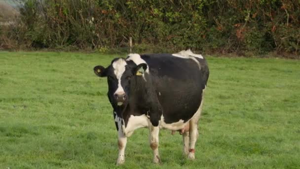 白と黒の牛は食べ物を噛み — ストック動画