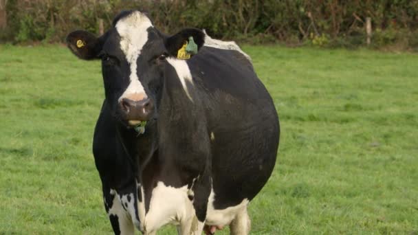 Vaca Curiosa Com Etiquetas Nos Ouvidos Olha Atentamente Para Câmera — Vídeo de Stock