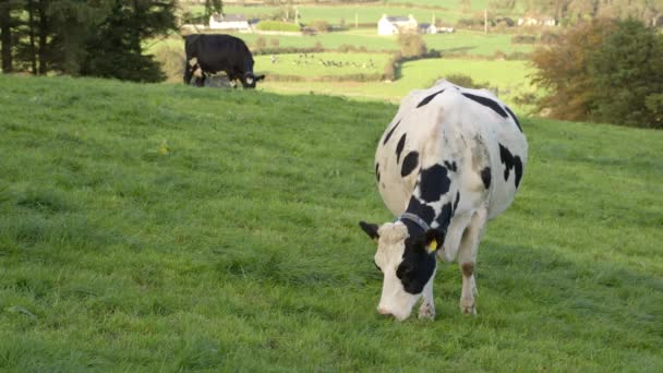 One White Cow Black Spots Grazes Grass Green Meadow — Wideo stockowe