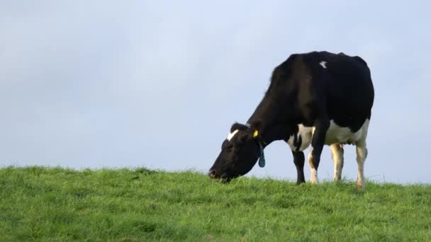 One Cow Grazes Green Meadow Clear Blue Sky — Vídeo de Stock